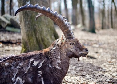 Olgun keçi kameraya bakıyor