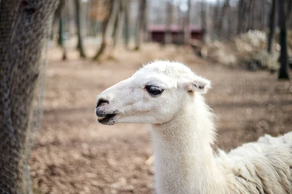 Kameraya bakan yetişkin lama — Stok fotoğraf