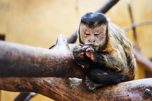 Маленькая одинокая обезьянка сидит на ветке дерева
