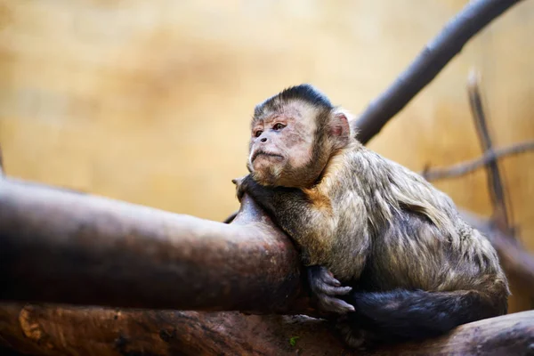 Pequeno macaco solitário sentado em um galho de árvore — Fotografia de Stock