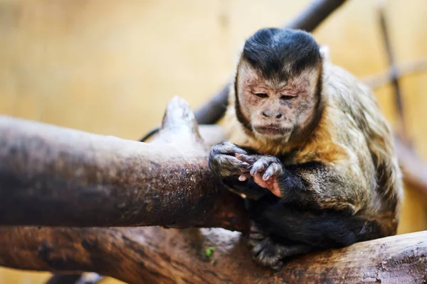 Pequeno macaco solitário sentado em um galho de árvore — Fotografia de Stock