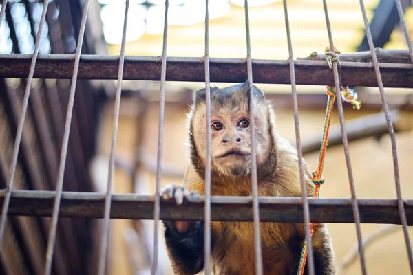 Macaco feliz olhando através da gaiola — Fotografia de Stock