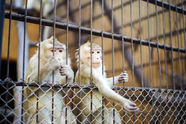 Due scimmiette che allungano la mano e guardano dalla gabbia — Foto Stock
