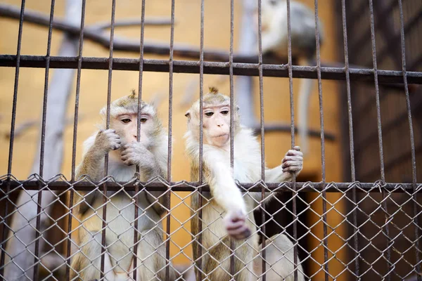 Due scimmiette che allungano la mano e guardano dalla gabbia — Foto Stock