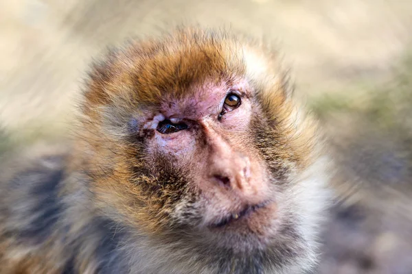 Un primo piano della faccia di una scimmia che guarda in alto — Foto Stock