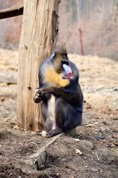 동물원에서 먹는 영장류 — 스톡 사진
