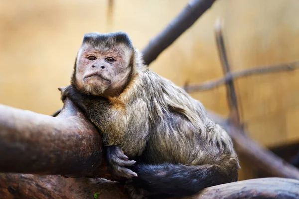 Pequeño mono solitario sentado en una rama de árbol — Foto de Stock