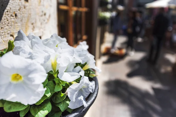 발렌시아, 스페인의 도로에 흰색 petunia 꽃 — 스톡 사진