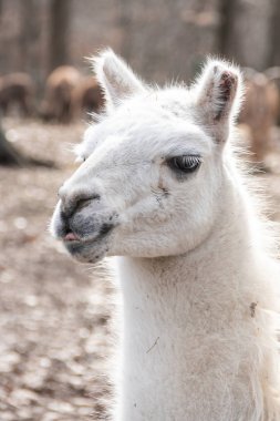 Hayvanat bahçesinde güzel görünümlü beyaz lama