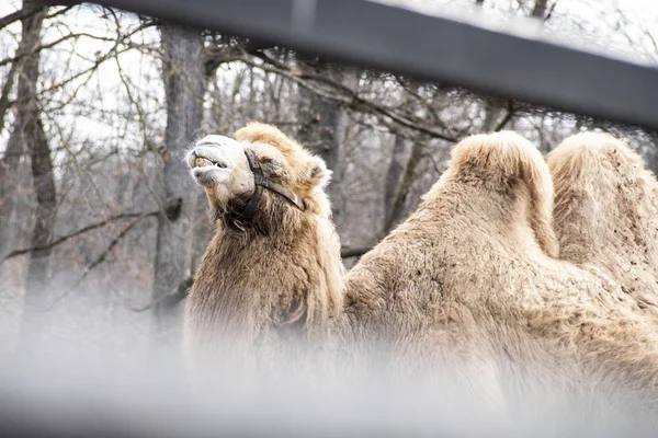 Grande camelo olhando para o zoológico — Fotografia de Stock
