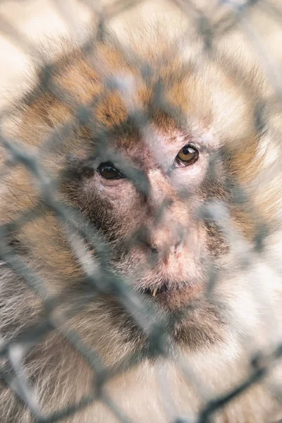 Imagem de uma cara de macaco disparada através de uma rede de metal no zoológico — Fotografia de Stock