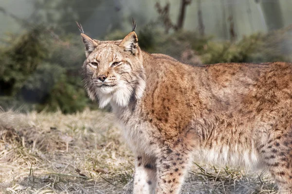 Zvědavý Linx, který prozkoumává své stanoviště za denního světla v zoo — Stock fotografie