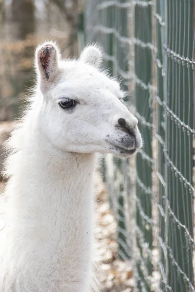 Lama branco bonito olhar no jardim zoológico — Fotografia de Stock