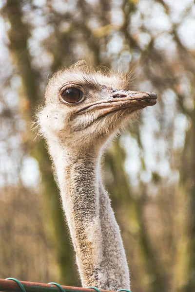 Feche o tiro de uma avestruz — Fotografia de Stock