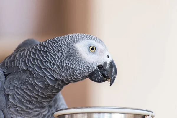 Domestic parrot having his breakfast in a kitchen — Stock Photo, Image