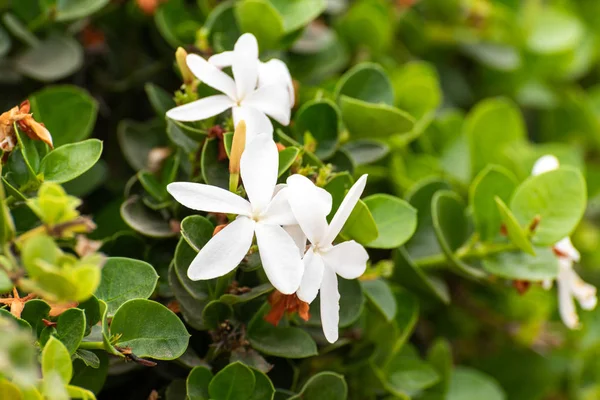 White jasmine plants