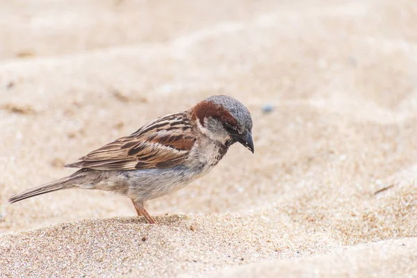 Huis Sparrow vogel op het strand — Stockfoto