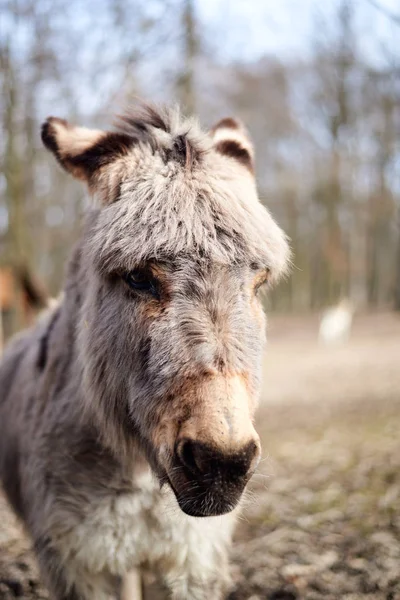 Retrato de um burro olhando para a câmera — Fotografia de Stock