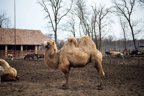 Camelo no zoológico — Fotografia de Stock
