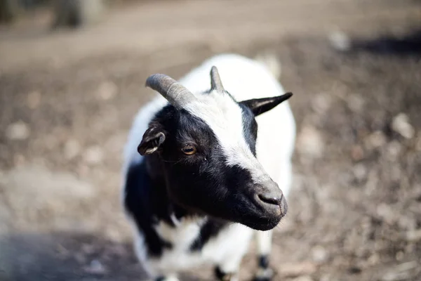 Siyah beyaz billy keçi kameraya bakıyor — Stok fotoğraf