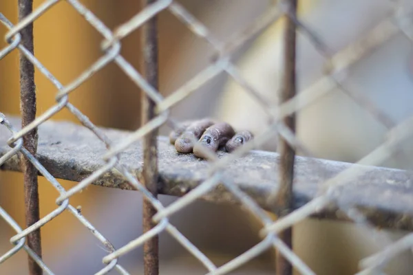 La manita del mono en la barra de metal detrás de la jaula — Foto de Stock