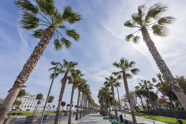 Exotic looking sidewalk with palm trees and scooters for rent — Stock Photo, Image