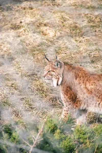 Zvědavý Linx, který prozkoumává své stanoviště za denního světla v zoo — Stock fotografie