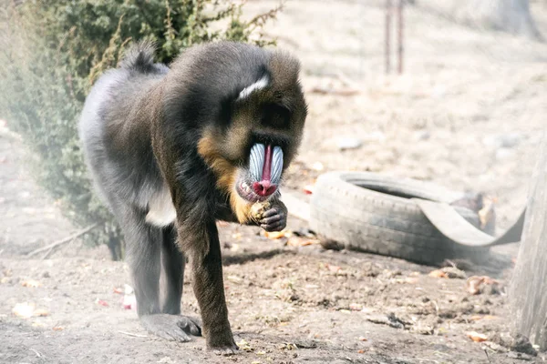 Mandril Monkey v zoo žijící ve strašlivých podmínkách — Stock fotografie