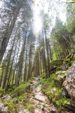 Karpat Dağları'ndaki kayalık arazi, Romanya