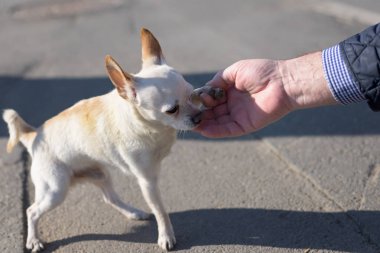 Kahverengi kulaklı küçük beyaz chihuahua köpek