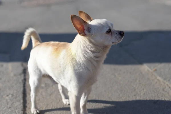 Pequeño perro chihuahua blanco con orejas marrones — Foto de Stock