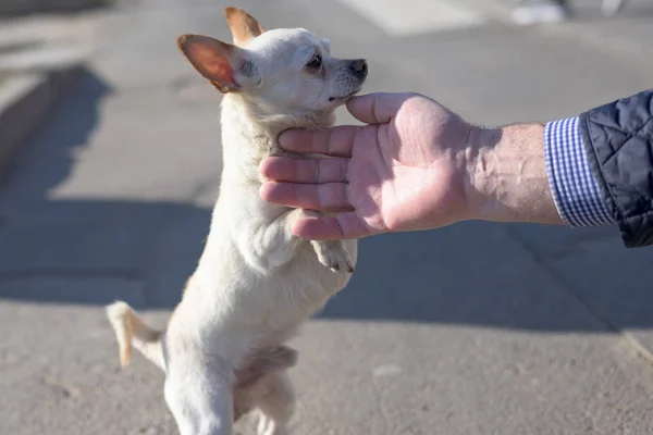 Pequeño perro chihuahua blanco con orejas marrones — Foto de Stock