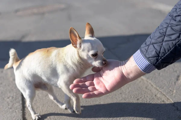 Pequeño perro chihuahua blanco con orejas marrones — Foto de Stock