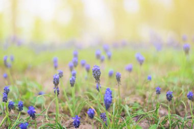 Muscari çiçek armeniacum üzüm sümbül