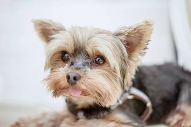 bir yorkshire terrier köpek yatakta yatıyor ve somet bakıyor