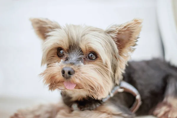 Pies Yorkshire Terrier leży na łóżku i patrząc na somet — Zdjęcie stockowe