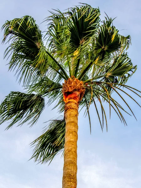 Vue rapprochée de la grande couronne de palmier — Photo