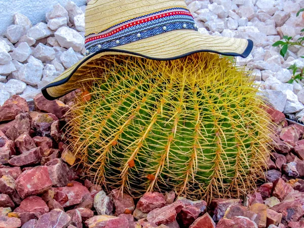 Un grande cactus rotondo con cappello — Foto Stock