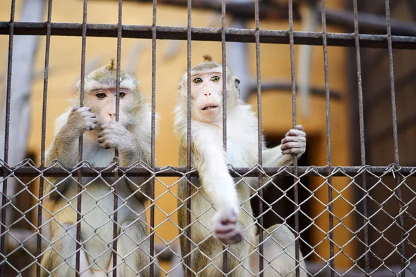 Due scimmiette che allungano la mano e guardano dalla gabbia — Foto Stock