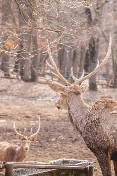 Two deers at the zoo looking at eachother from far distance