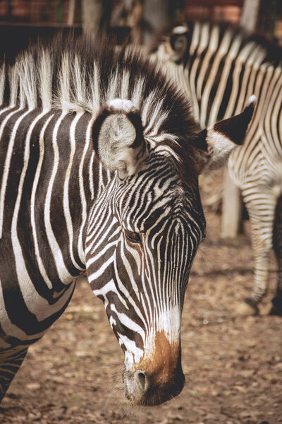 Sad looking zebra at the zoo