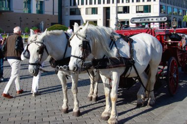 iki beyaz ve güzel atları ile bir araba