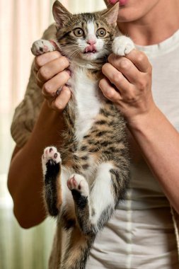 Güzel olgun kadın küçük bir kedi ile oynuyor