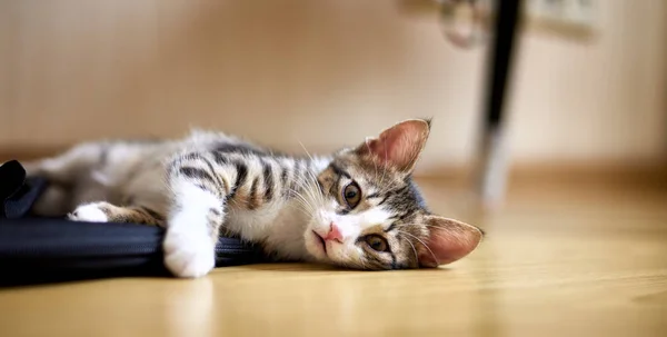 Gato bonito deitado no chão e olhando para a câmera — Fotografia de Stock