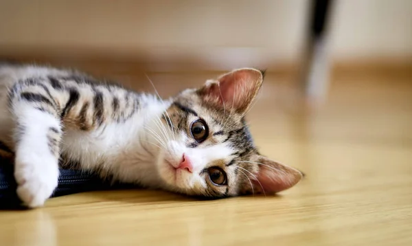 Lindo gato tendido en el suelo y mirando hacia la cámara — Foto de Stock