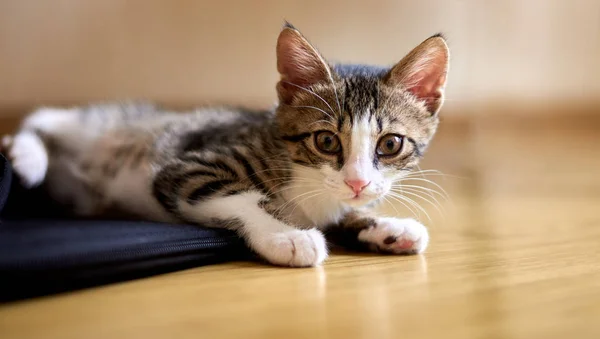 Lindo gato tendido en el suelo y mirando hacia la cámara —  Fotos de Stock