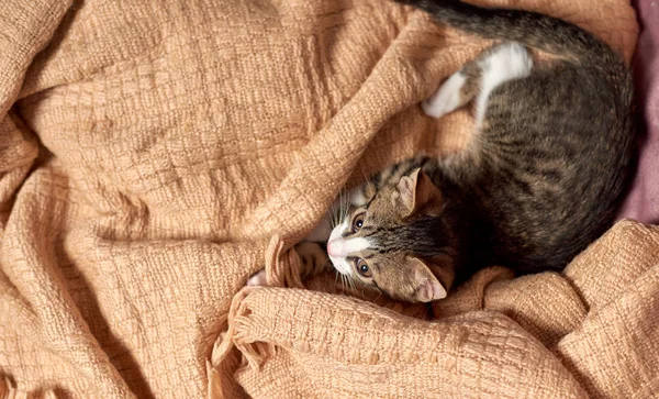 Gato sentado na cama cobertor pronto para jogar — Fotografia de Stock