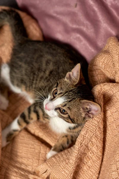 Γάτα κάθεται στο κρεβάτι κουβέρτα έτοιμο να παίξει — Φωτογραφία Αρχείου