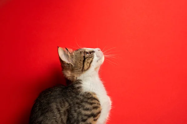 Χαριτωμένο μικρό γάτα που ποζάρει σε κόκκινο απομονωμένο φόντο — Φωτογραφία Αρχείου