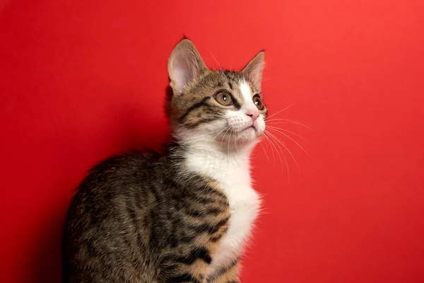 Aranyos kis macska pózol vörös elszigetelt háttér — Stock Fotó